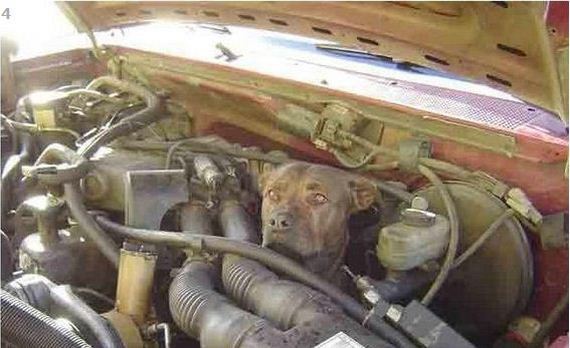 dog stuck engine truck 