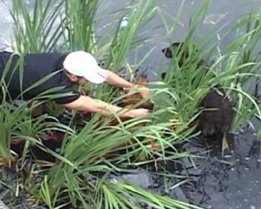 Watch As Two Stray Dogs Were Rescued After 48 Hours Abandoned In A Lake