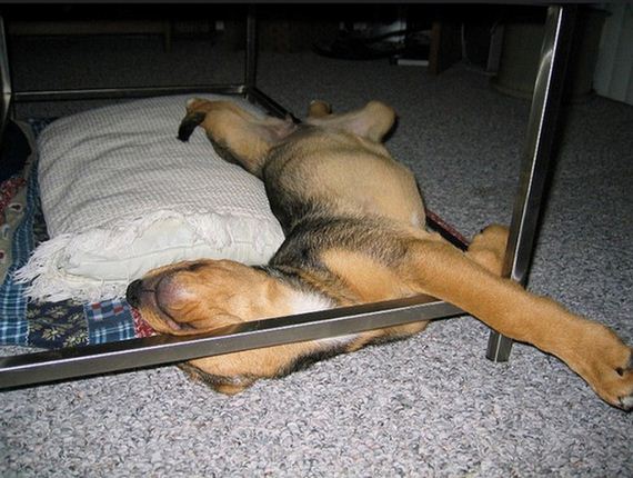 dogs sleeping awkward positions