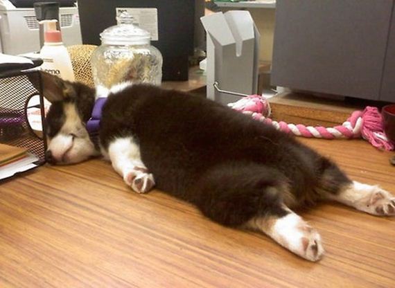 dogs sleeping awkward positions