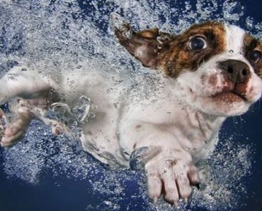 Strange Photos Of Puppies Underwater Are Absolutely Adorable
