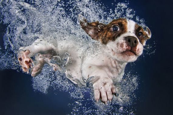 dogs underwater