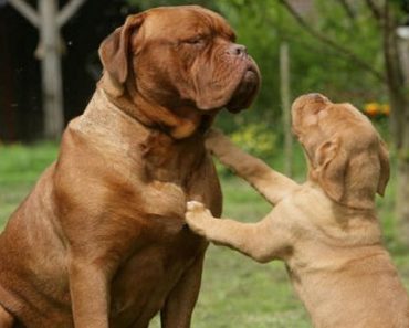 Dogue de Bordeaux Is One Of The Largest Dogs In The World