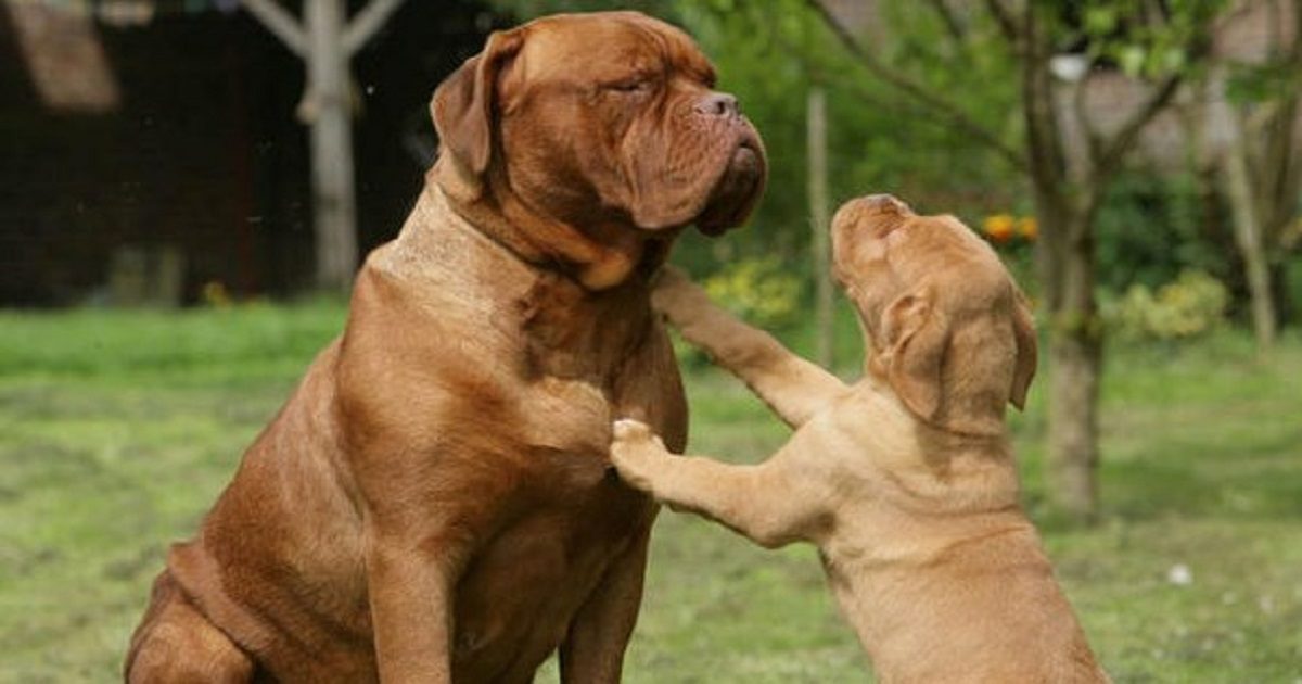 Dogue De Bordeaux Is One Of The Largest Dogs In The World