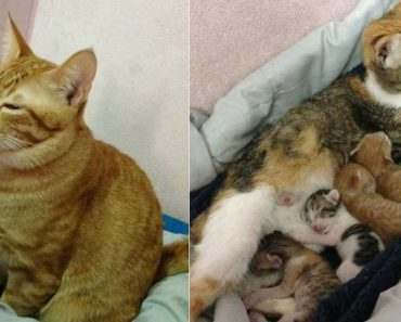 Father Cat Proves Himself To Be Doting Companion While His Mate Gives Birth And Afterward