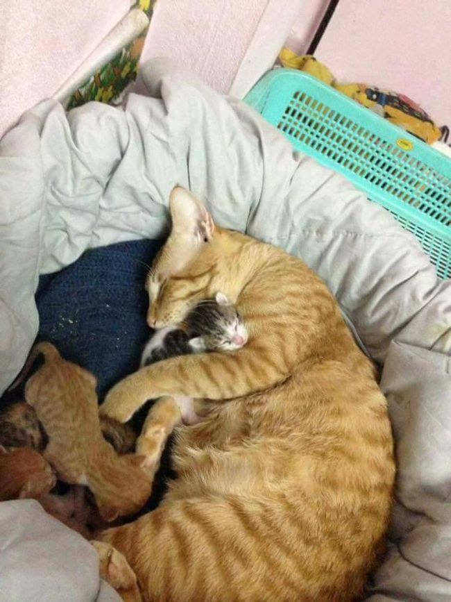 father cat helps with birth
