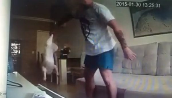 fiance beating dogs