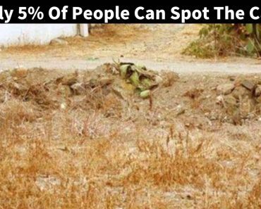 Can You Find the Cat in Under 30 Seconds? Only 5% of People Can