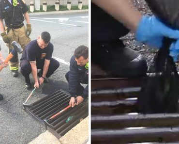 8 Ducklings Are Saved From A Storm Drain By A Team Of Compassionate Firefighters