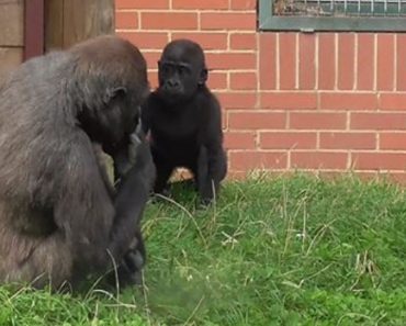 Older Sibling Tries To Harass Baby Gorilla, Gets A Taste Of His Own Medicine