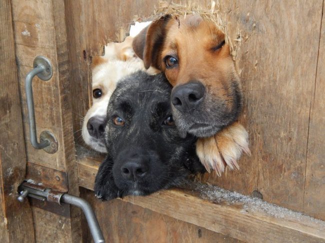 inquisitive dogs 