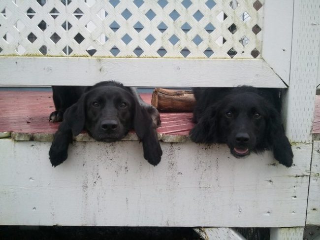 inquisitive dogs 
