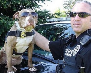 K-9 Cop: Rescued Pit Bull Becomes A Star