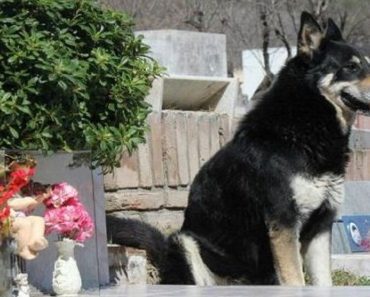 Inspiring Story Of Man’s Best Friend: He Loved His Master