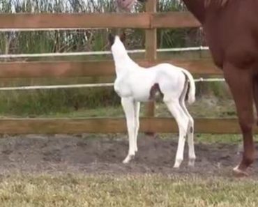 Mare Gives Birth To Filly. When Owners See Her Face, They Realize Just How Rare She Truly Is