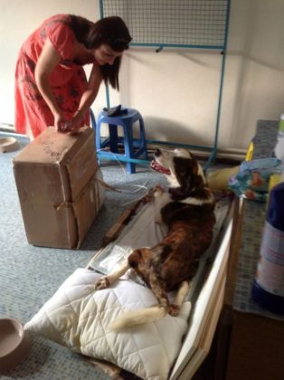 paralyzed dog in macedonia