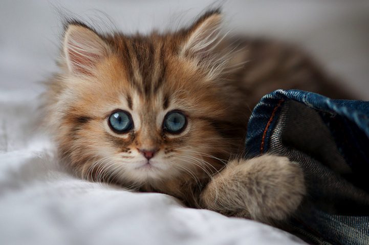 photogenic kitten