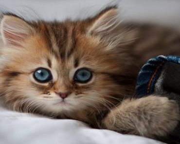 The Most Photogenic Kitten on the Internet