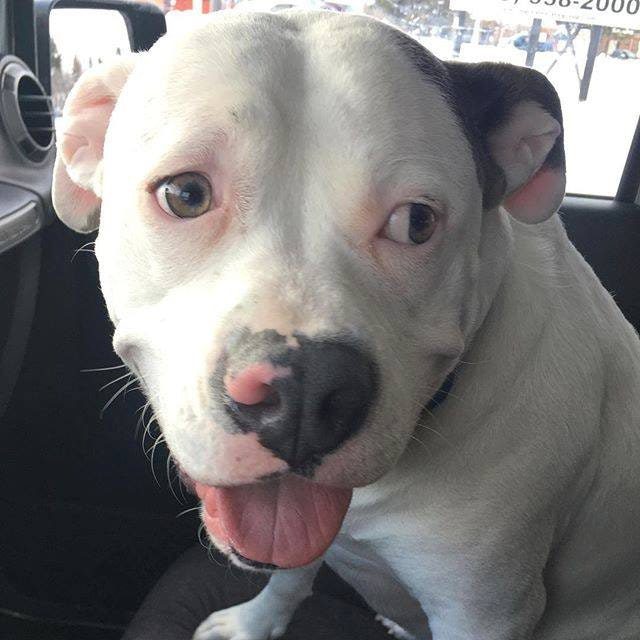 police confiscate pit bull