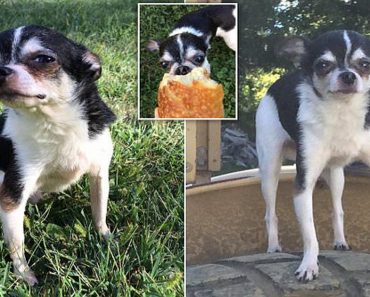 Tiny Rescue Chihuahua Divides Opinion After A Woman Reveals How It Ate Its Dead Owner To Stay Alive