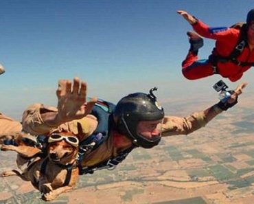 This Daredevil Dog Is Not Afraid Of Jumping Out Of Planes…Or Anything Else