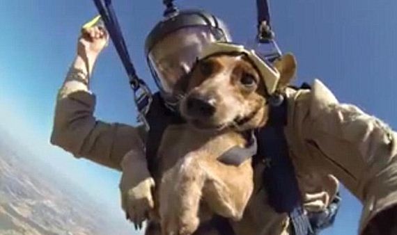 skydiving dog 
