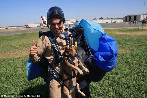 skydiving dog 