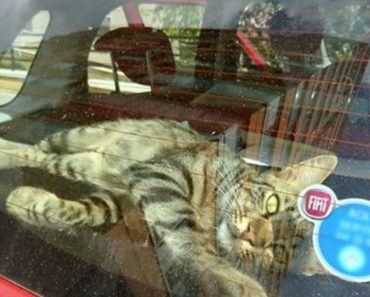 Lonely Street Cat Takes Adoption Into Own Hands