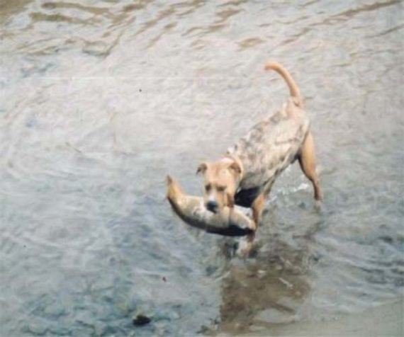 the fishing dog 