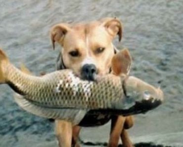 Meet The “Fishing” Dog