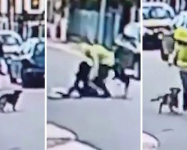 Brave Dog Stops A Woman Being Robbed In The Street