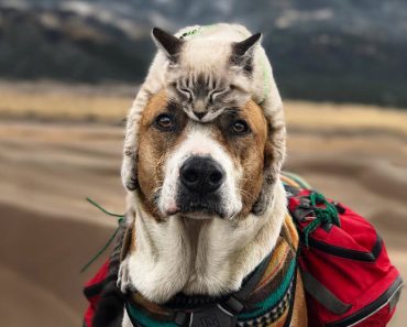 Cat And Dog Best Buddies Travel The World With Owner In Series Of Magnificent Photos