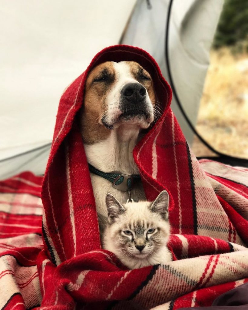 cat and dog travel world