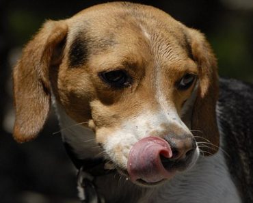 Study Finds Dogs Lick Their Mouths As A Response To Angry Human Faces