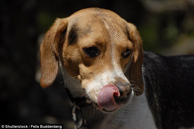 dogs lick mouths to communicate