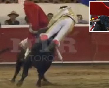 As Controversial Bullfighting Continues In Mexico, One Bull Shows His Matador Who’s In Charge