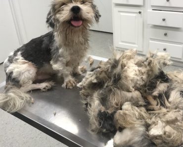 Shih Tzu At Shelter Is Relieved After Rescuers Remove 4 Lbs Of Matted Fur From His Body
