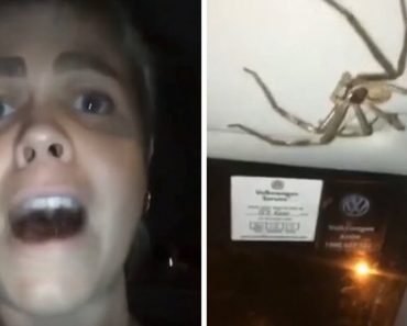 Woman Driving Home From Work Makes Startling Discovery Of Giant Spider In Her Car