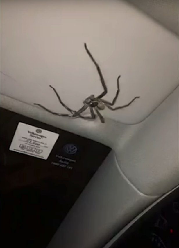 spider in car