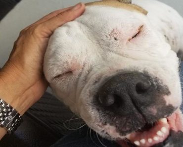 Shelter Dog Desperate For Affection Finally Finds The Loving Mom She Has Always Wanted