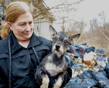 One Of The Worst Animal Hoarding Cases Ever Seen, Over 100 Dogs And Cats Freed