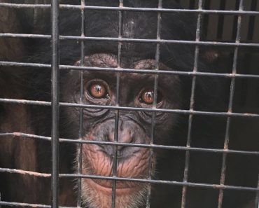 Orphaned Baby Chimp Found With Chain Around Her Neck Gets Fresh Start At Sanctuary