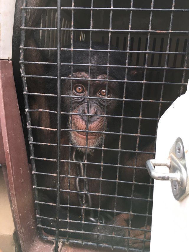 baby chimp rescued