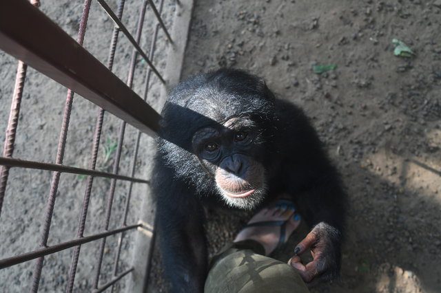 baby chimp rescued