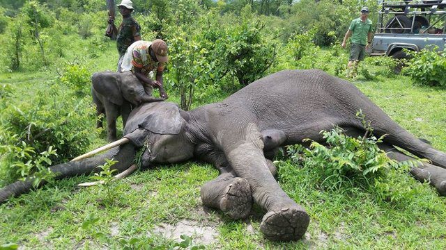 baby elephant wakes mother