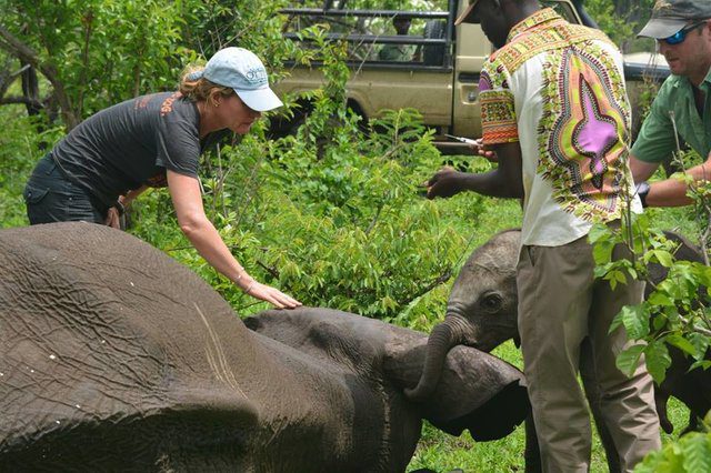 baby elephant wakes mother