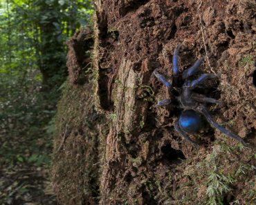 Scientist Walking Through Forest At Night Shines His Flashlight On An Extremely Rare Blue Tarantula