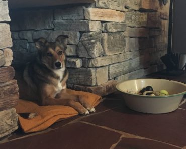 Family Creates Cave For Their Newly Adopted, Shy Pup And She Can’t Get Enough Of It