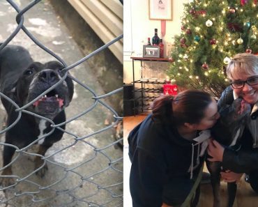 Dog Who Lived Outside For 5 Years Gets A New Loving Home For Christmas