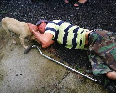 Tiny Faithful Dog Persists In Leading Help To Her Injured Owner
